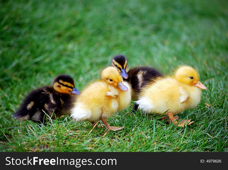 Young ducklings finding their way aroud