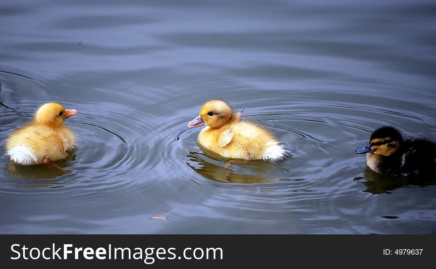 Young ducklings having a swim