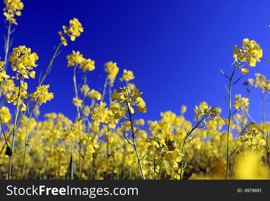 Yellow field flowers and a blue sky. Yellow field flowers and a blue sky