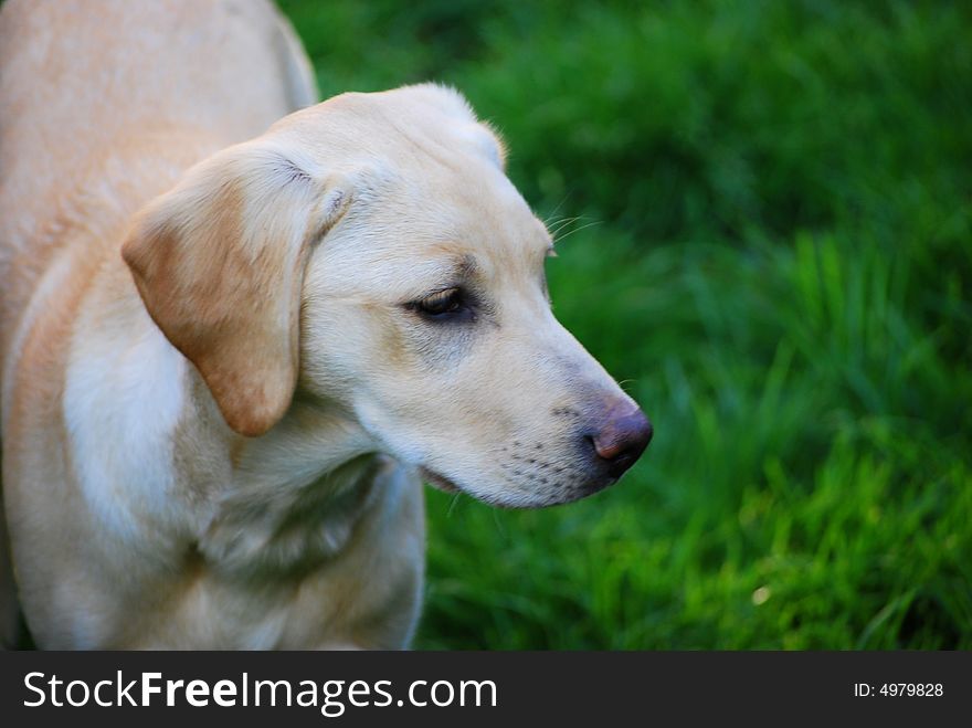 Cute young labrador retriever puppy. Cute young labrador retriever puppy