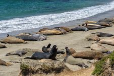 Sea Lions On The Beach, California Stock Photo