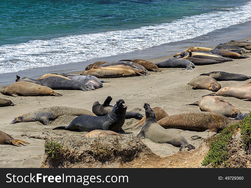 Sea lions on the beach, California