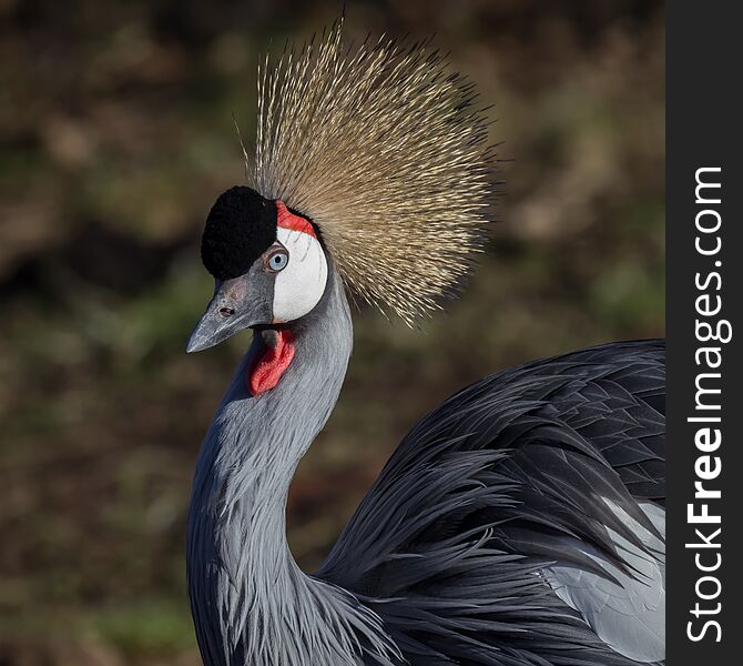 Close up portrait of an African grey crowned crane. Balearica regulorum. Showing detailed hair and feathers