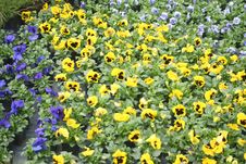 Blue And Yellow Pansies Stock Photography Blue And Yellow Pansies Stock Photography