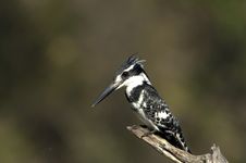 Pied Kingfisher Royalty Free Stock Images Pied Kingfisher Royalty Free Stock Images