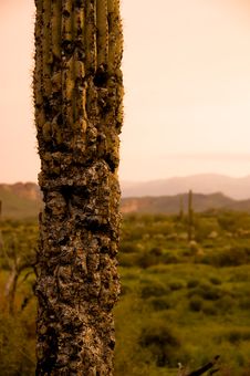 Dying Cactus Stock Images