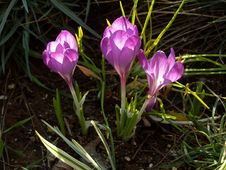 Three Blooming Purple Crocus Flowers Stock Photos Three Blooming Purple Crocus Flowers Stock Photos