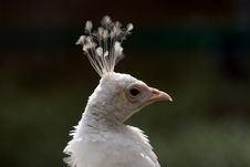 Peafowl Head Stock Image