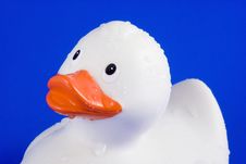 Rubber Duck Covered With Water Drops. Stock Photos