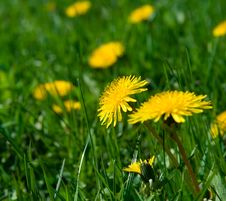 Yellow Dandelions In Grass Stock Image Yellow Dandelions In Grass Stock Image