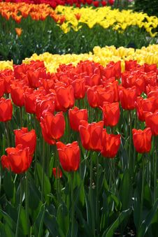 Red & Yellow Tulips Stock Photography