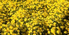 Field Of Yellow Pansies Stock Images Field Of Yellow Pansies Stock Images