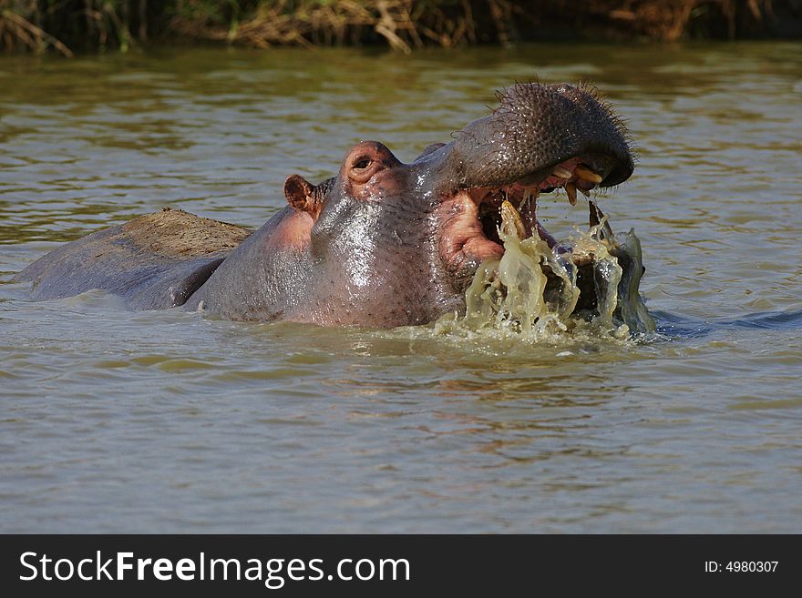 Hippopotamus Playing With Water