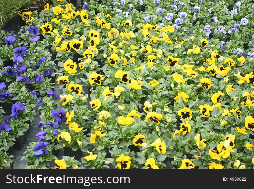 Flower bed made up of blue and yellow pansies