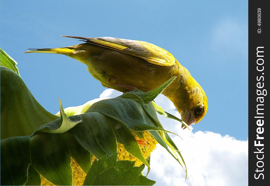 Bird On Sunflower