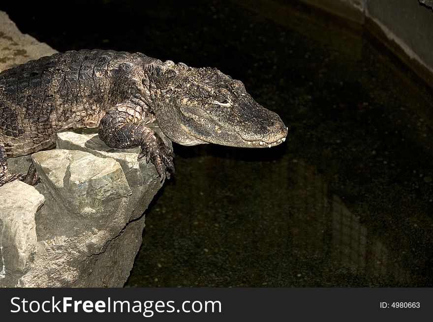 Alligator perched on wet rocks in zoo exhibit. Alligator perched on wet rocks in zoo exhibit