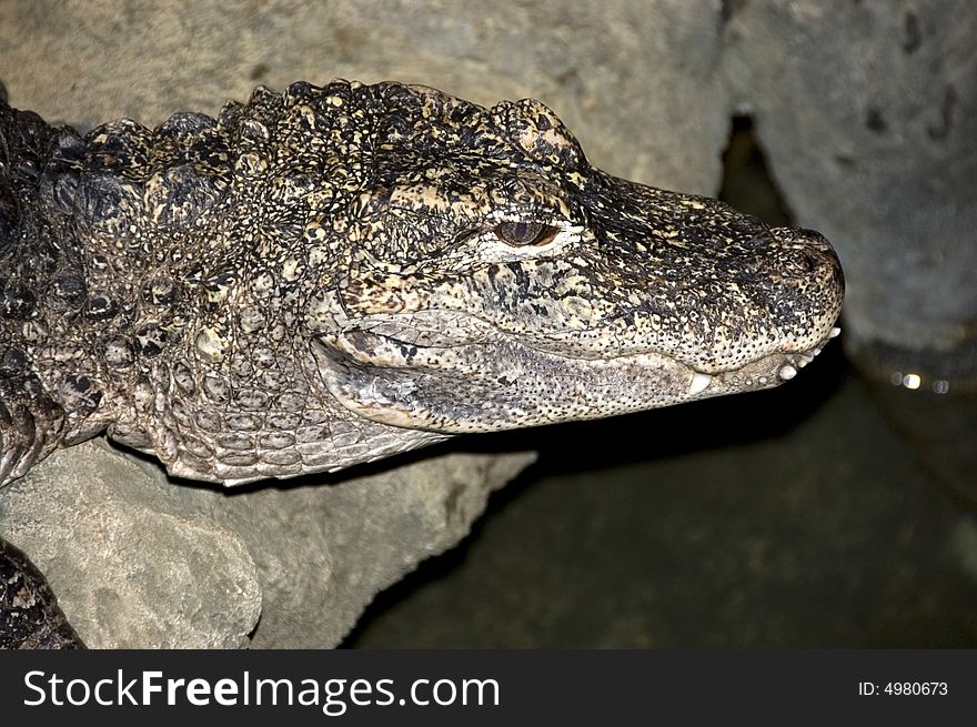 Alligator perched on wet rocks in zoo exhibit. Alligator perched on wet rocks in zoo exhibit