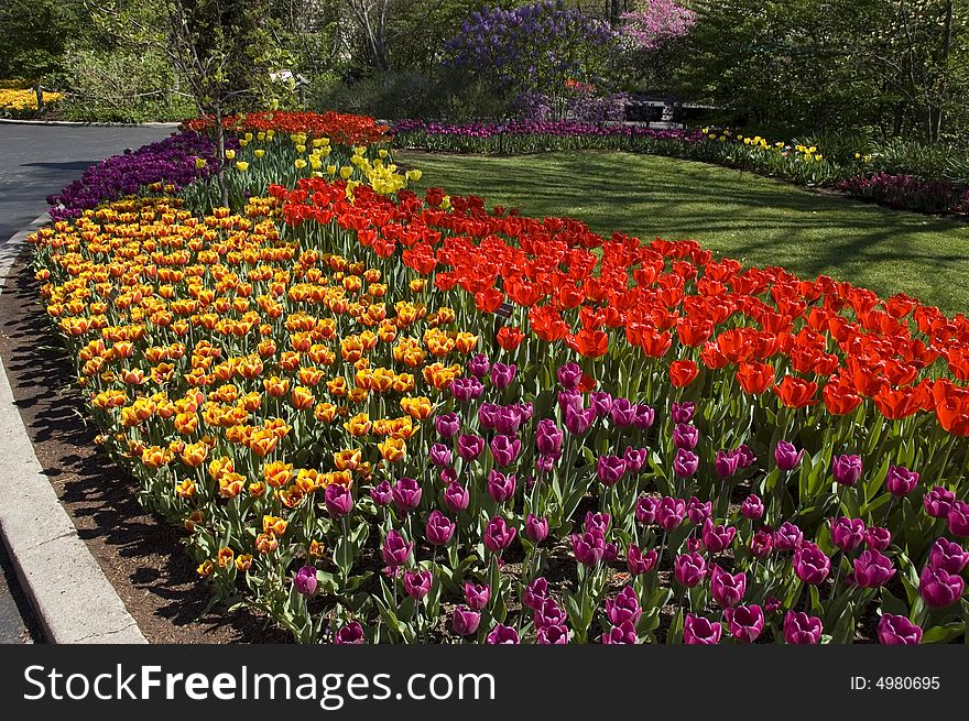 Red and yellow tulips in the sun. Red and yellow tulips in the sun