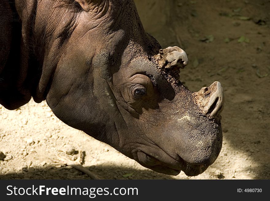 Rhino closeup massive head with small brown eye. Rhino closeup massive head with small brown eye