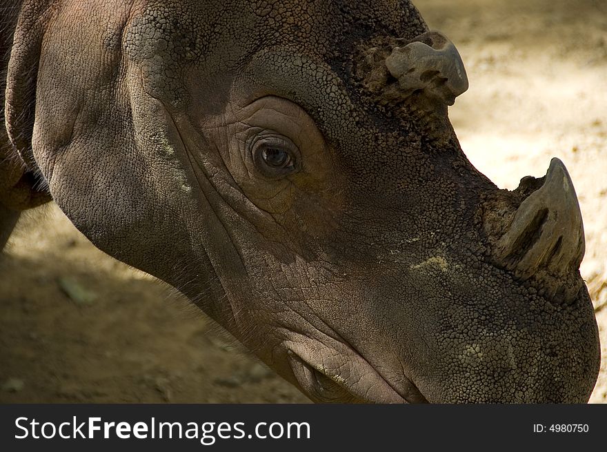 Rhino closeup massive head with small brown eye. Rhino closeup massive head with small brown eye