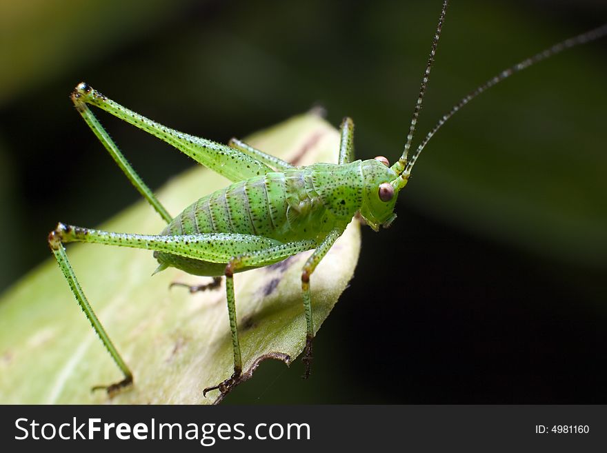 Green grasshopper on a leaf