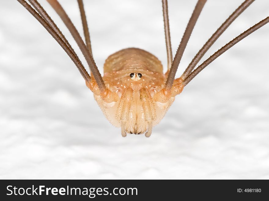 Very close macro of a daddy longlegs sitting on a white wall