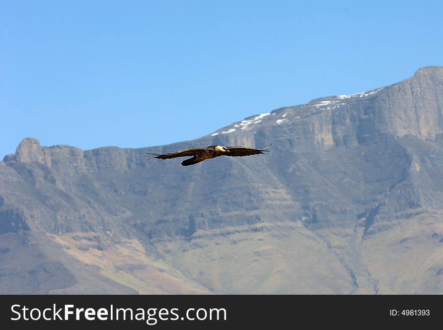 Adult Bearded Vulture, South Africa