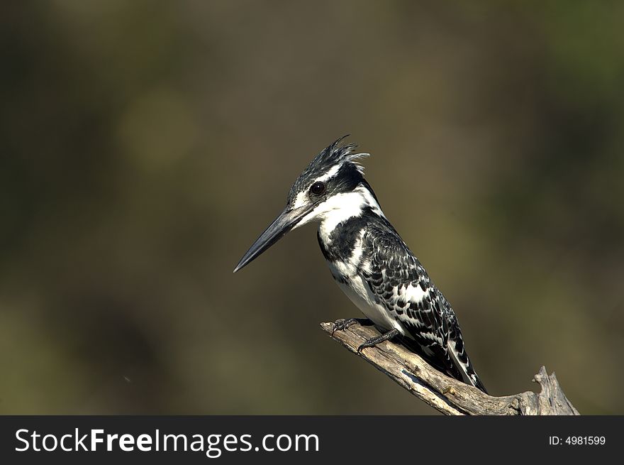 Pied Kingfisher, KNP, South Africa