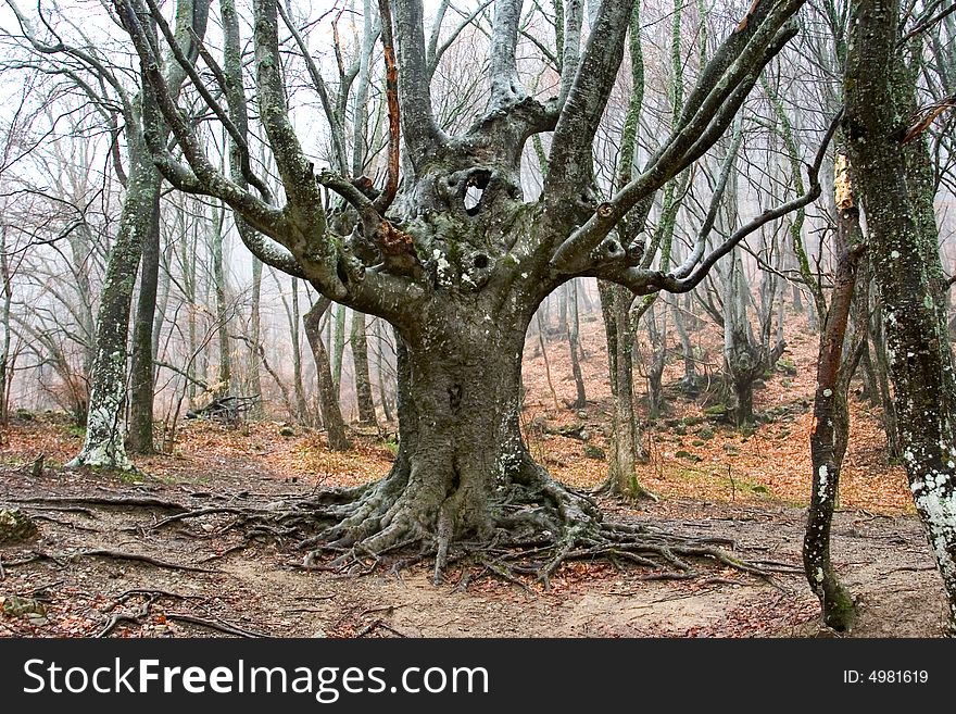 Ukraine, Crimea, old beech, spring, cloudy, dampness and a rain. Ukraine, Crimea, old beech, spring, cloudy, dampness and a rain.