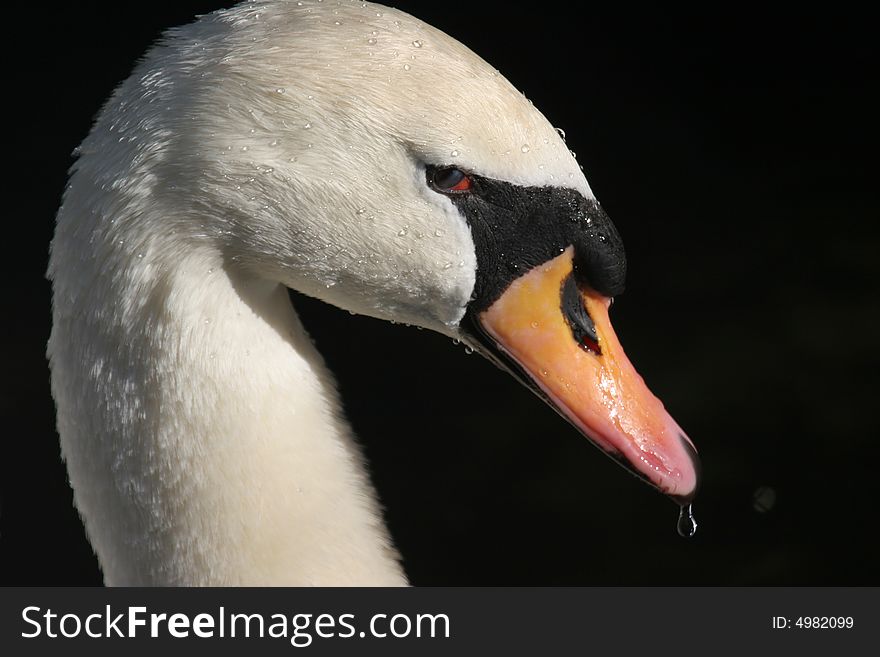 A close up of a mute swan just after searching the water for something to eat, note the water droplets on the feathers and the drop on the tip of the beak. A close up of a mute swan just after searching the water for something to eat, note the water droplets on the feathers and the drop on the tip of the beak