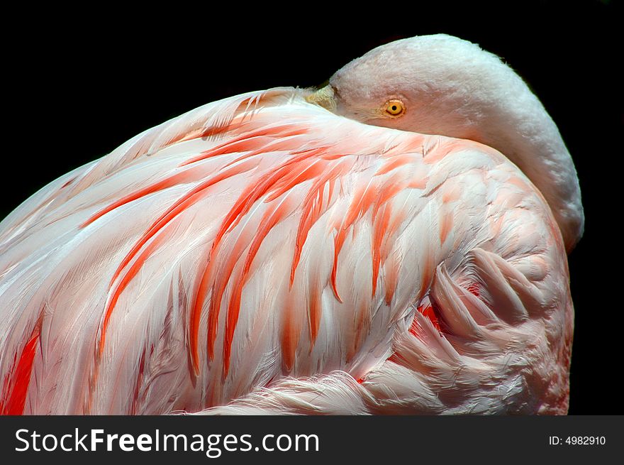 Tropical pink flamingo with beautiful vibrant feathers