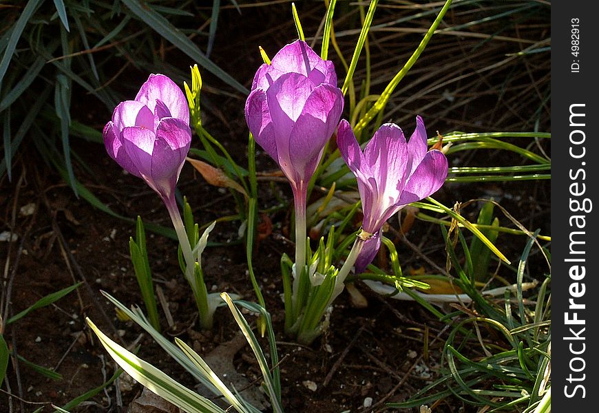 Three Blooming Purple Crocus Flowers