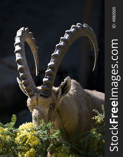 Ibex eating