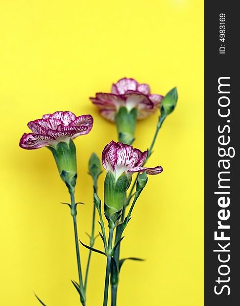 Three striped carnations in a yellow background