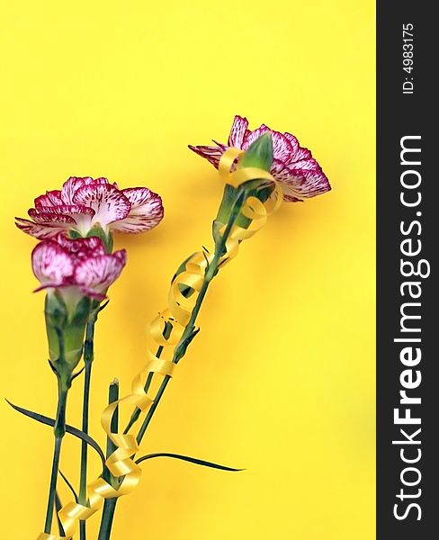 Three striped carnations in a yellow background