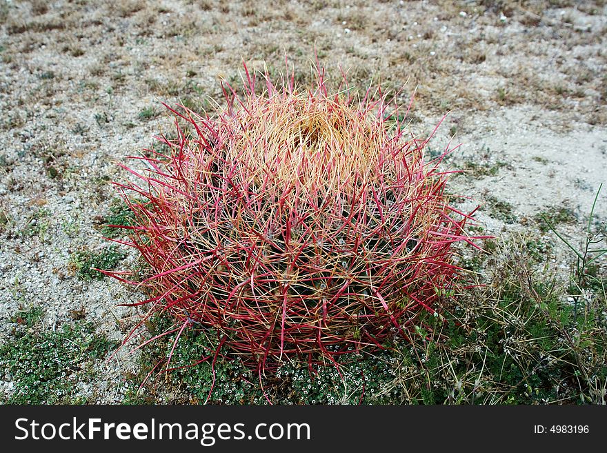 Barrel cactus, Joshua Tree National Park, California