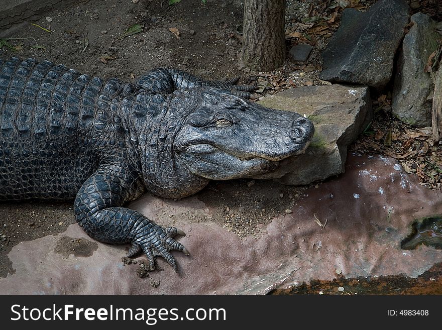 Face of a Huge Salt Water Crocodile