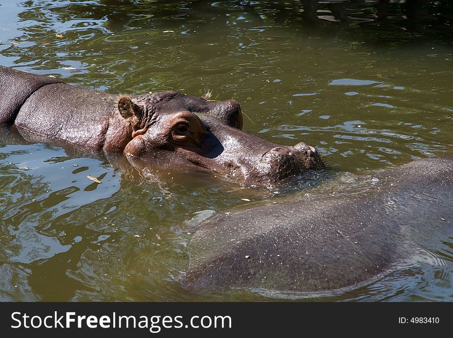 Hippopotamus amphibious resting in zoo