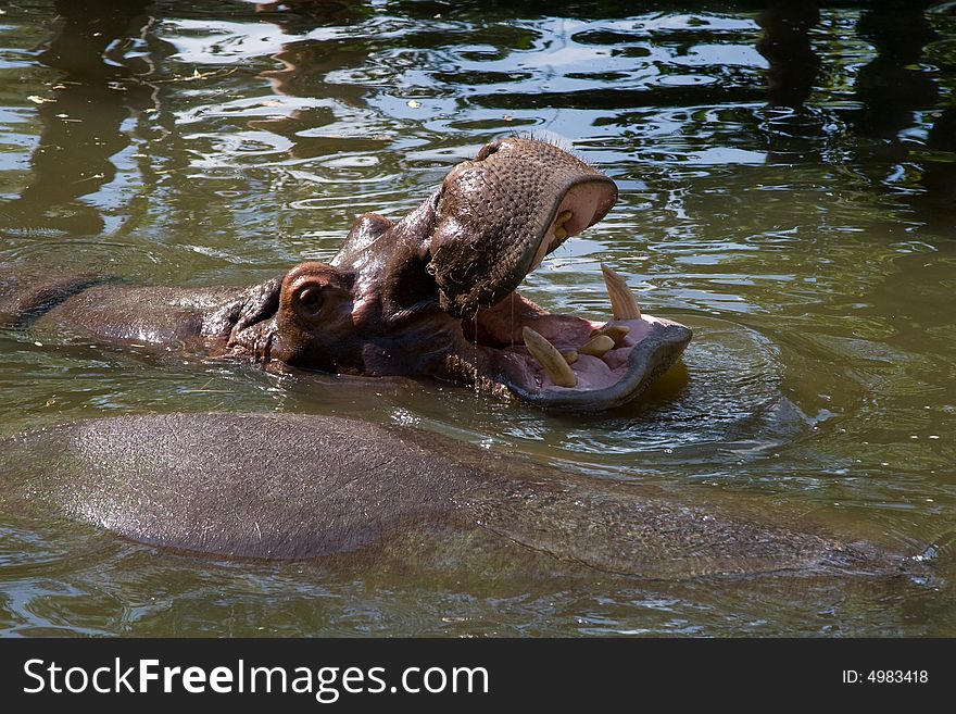 Hippopotamus amphibious resting in zoo