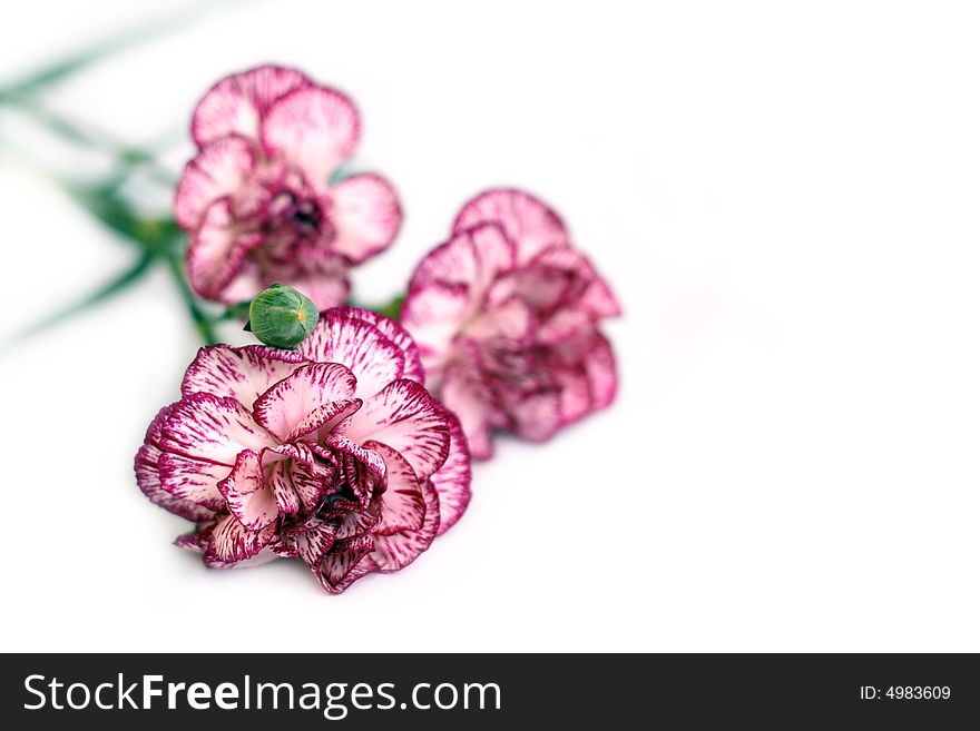 A three striped carnations isolated