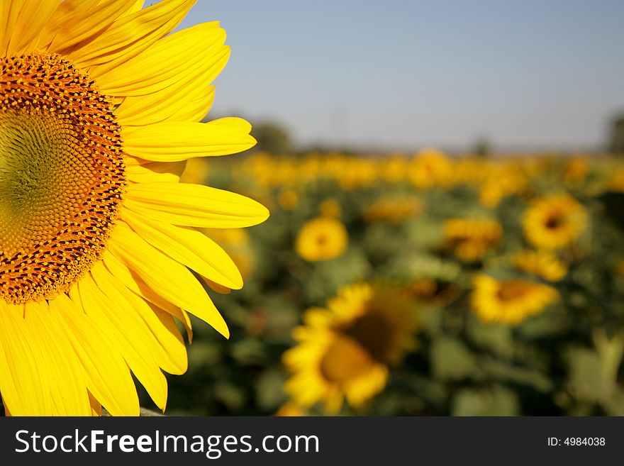 A sunflower in a field of sunflowers. A sunflower in a field of sunflowers