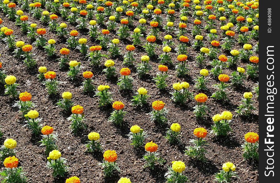 Colorful flower bed. Meticulously arranged