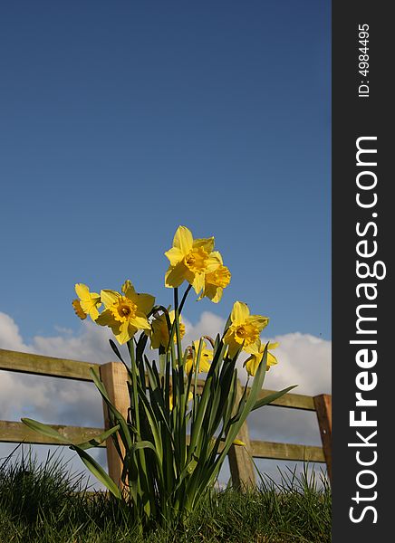 Group of daffodils beside the fence, room for copy space