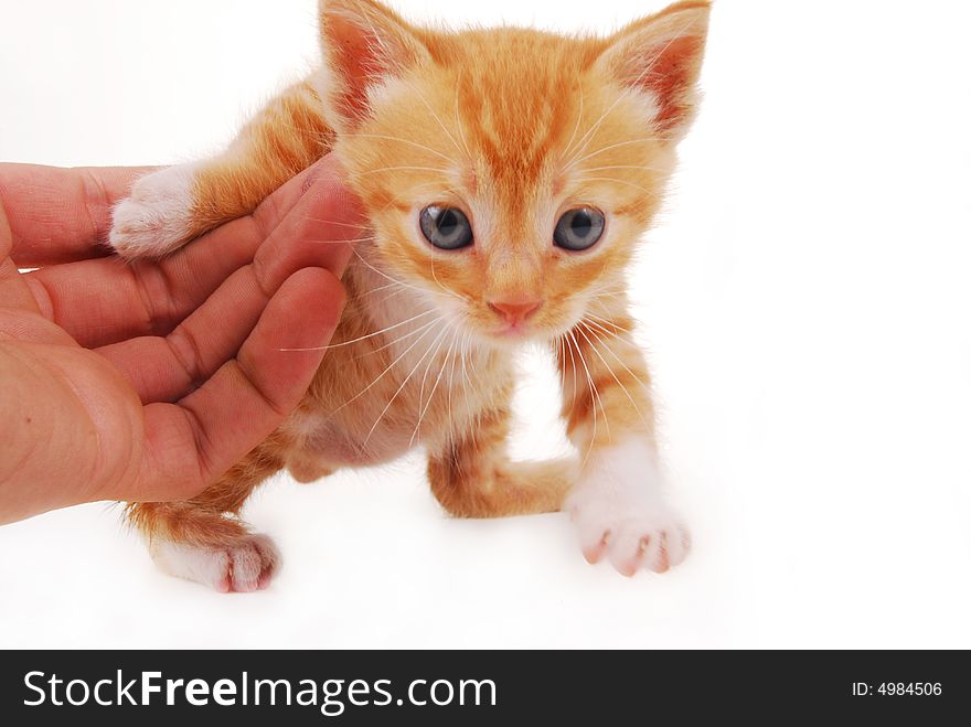 Kitten isoalated on a white background. Kitten isoalated on a white background