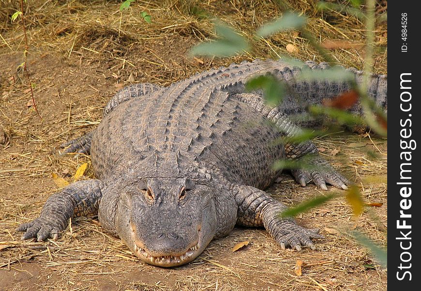 Crocodile smile or dangerous area