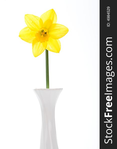 Yellow spring daffodils, isolated