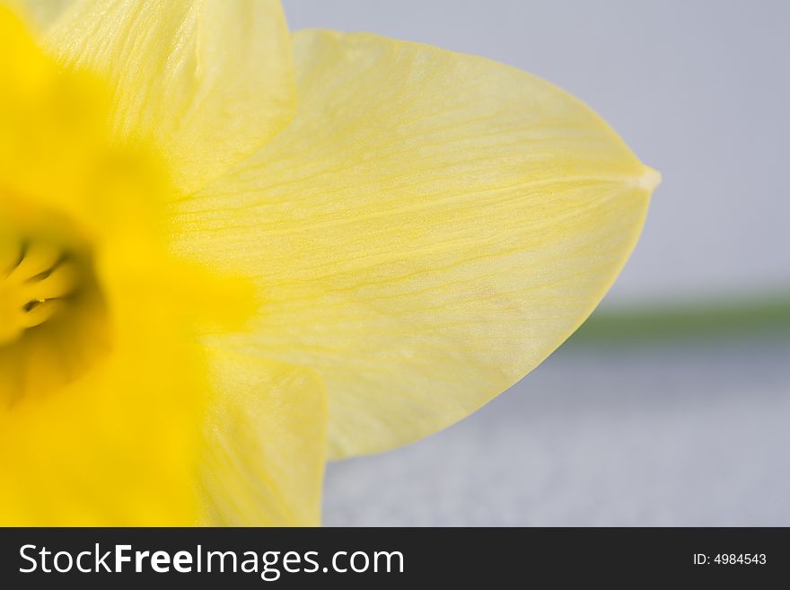 Yellow spring daffodils, isolated on blue background