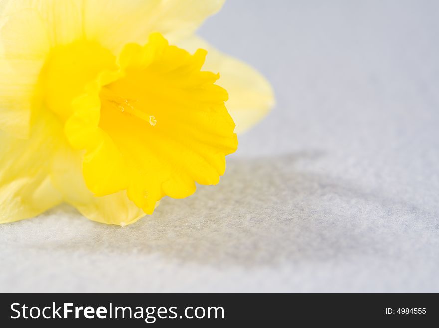 Yellow spring daffodils, isolated on blue background