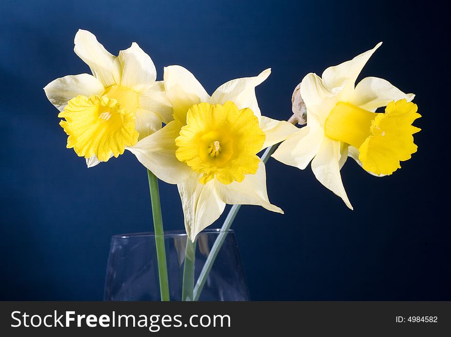 Bunch of yellow spring daffodils, isolated on blue background