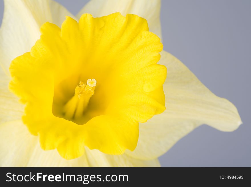 Yellow spring daffodils, isolated on blue background